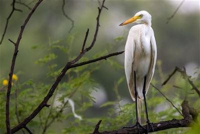 Impressionen des Bharatpur Bird Sanctuary